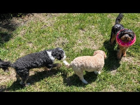 Cavapoos Sunbathing: Backyard Chill Session Turns into Puppy Chaos!