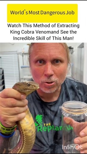 world dangerous snake venom #snake #ukwildlife #usawildlife #naturefacts #shorts