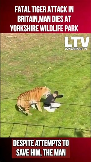 MAN DIES AFTER TIGER ATTACK AT YORKSHIRE WILDLIFE PARK IN BRITAIN