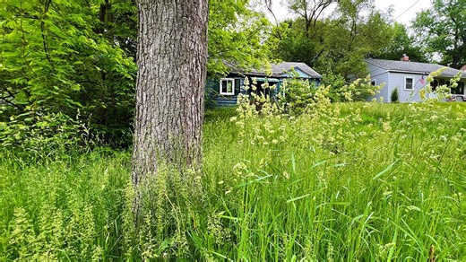Extreme Overgrown Yard Makeover | Tall Grass & Bushes Transformed!