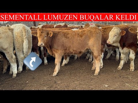 SEMENTALL LUMUZEN BUQALAR DAXSHATLARI KELDI😲😲🏃🏃🏃