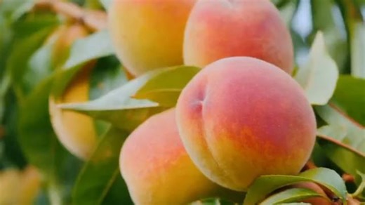 Contender Peach Fruit Tree for Easy Home Growing