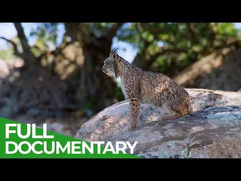 Iberia - Where Spain's Untamed Nature Rules | Free Documentary Nature