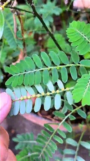 90% People Ignore This Powerful Liver Herb – Bhumi Amla! #shorts #plants #farming