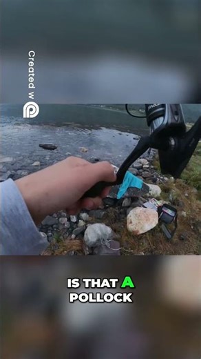 Cod vs Pollock Can You Spot the Difference #fishing #norway #pollock #fishinglife #norwayfishing