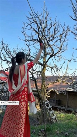 HIMALAYAN FARMING on Instagram: "Amazing pruning of apple tree . . #organic #freshfruit #delicious #fruitlover"