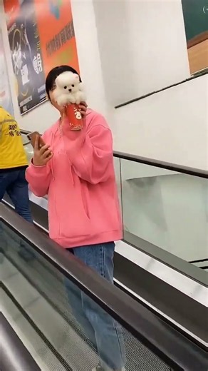 Look how strangers adore this tiny fluffy puppy#teacupdogs #pomeranian #cutepets