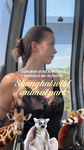 К пандам не успели :( 📍 Shanghai Wild Animal Park #лемуры #зорпарк #шанхай #shanghai #china