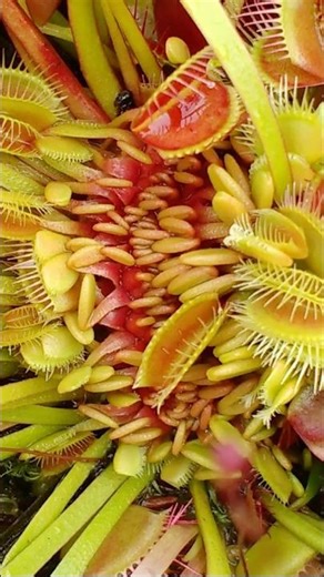 The Venus Flytrap