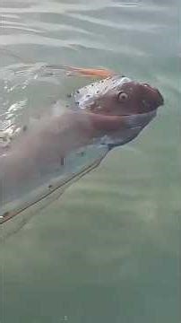 Sea Monster Found: Do you know what it is?😳🌊 #animals