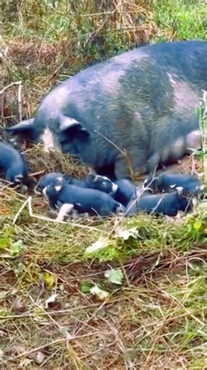 🐷💚 A Mother Pig Resting Peacefully With Her Little Piglets in the Wild 🌿🐾 #PigFamily #CuteAnimals