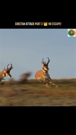 Cheetah Attack Part 3 😱 They Are Running But Cheetah is 120 KM/H - No One Can Escape #shorts