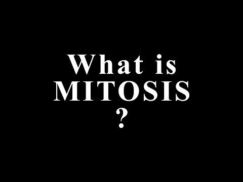 What Is Mitosis? The Tiny Process That Controls Growth, Healing, and Life Itself