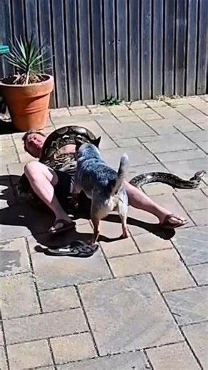 100KG Man vs. GIANT Python: Dog Saves Life! 🐍🐕 #shorts