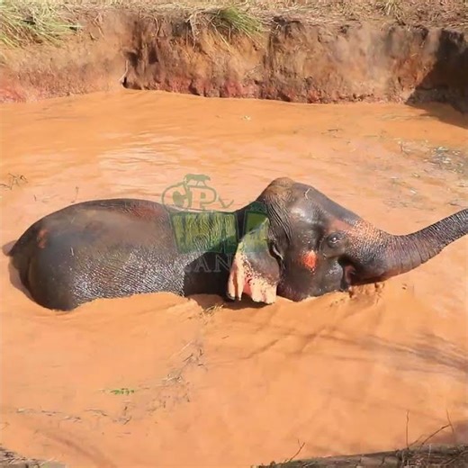 Elephant that fell into the well | Elephant | Animals | Wildlife | Nature #elephant #wildlife