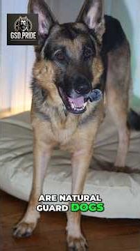 Are German Shepherds Really Natural Guard Dogs?#GermanShepherd #GuardDog #GSDLife #DogTraining