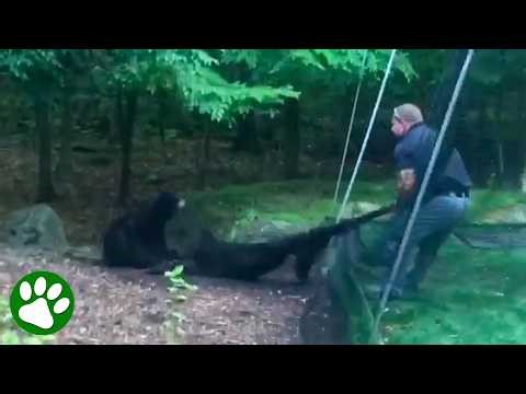 Hero Detective Saves Bear Cub in Danger ❤️