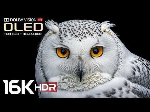 Clarity of OLED Depth 16K Dolby Vision Demo | 4K HDR 60FPS | Stress Relief Music