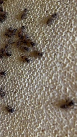 “Golden Harvest: Honey from Swarms”