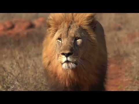 Male 🦁 Lion Attacks Over 20 Hyenas | Epic Wildlife Battle#long #amazingfacts 