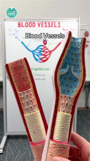 - Blood Vessels - 🫀Arteries Thick, muscular walls 🫀Veins Thinner walls Valves to prevent backflow 🫀Capillaries Oxygen & nutrients move into tissues Waste moves out of tissues ❗️Exceptions Pulmonary Artery → Carries deoxygenated blood to the lungs Pulmonary Vein → Carries oxygenated blood back to the heart #anatomy #physiology #BSN #RN LPN #nurse #nursing #nursingstudent #nurseshelpingnurses #healthcare