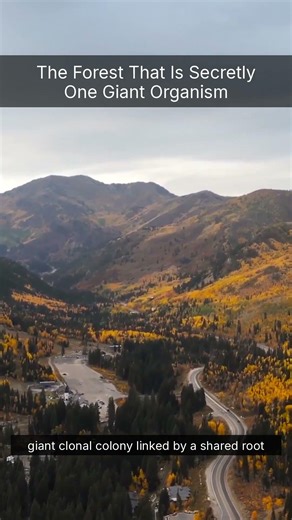 The Forest That Is Secretly One Giant Organism