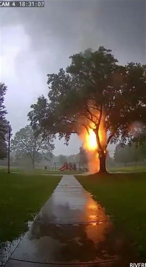 Lightning Strikes Tree