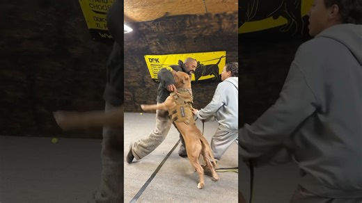 A young pitbull learns protection with incredible timing and control