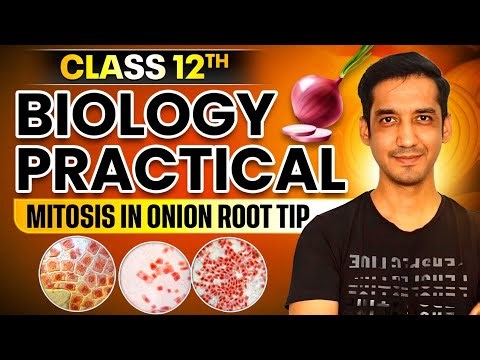 MITOSIS ON ONION ROOT TIP EXPERIMENT | Biology Practical | Class 12th | Sourabh Raina
