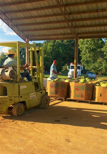 Load, unload, load, repeat🍉🍉🍉 Go get you a watermelon! Look for those stickers!! Red & yellow meat! Byram, MS across from Raising Cane😋 #garnerfarms #garnerboys #garnergirls #family #smithcountywatermelon @Chevrolet @Wrangler @Gatorade