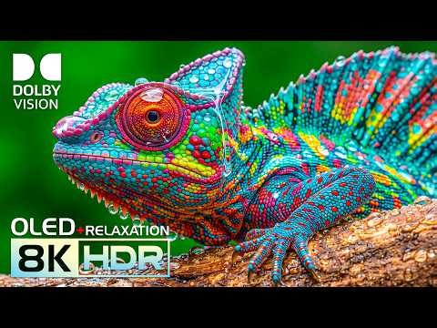 Best 8K Video ULTRA HD OLED test TV | Nature HDR Dolby Vision 4K Video 120FPS