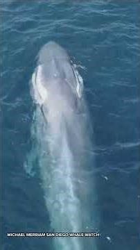 First blue whale of the season spotted off Southern California coast