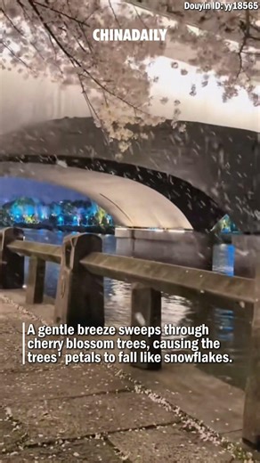 When cherry blossoms dance like snow