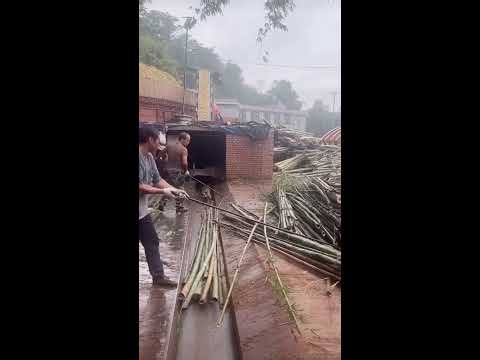 🔴 Bamboo Shredding Live, Heavy Mill Action