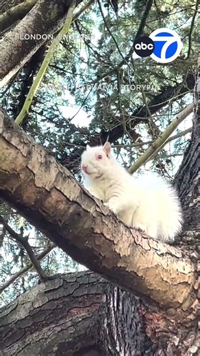 Man spots rare "albino" squirrel scaling tree