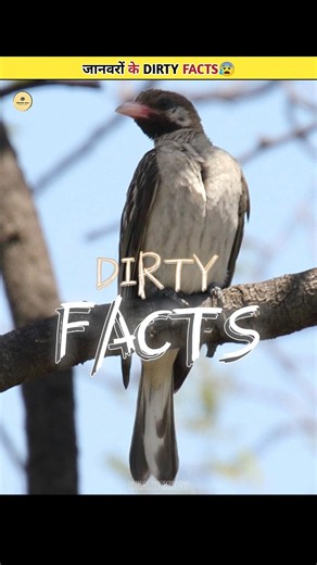Dirty Facts About ANIMALS 🤮
