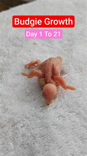 First 3 Weeks of Baby Budgie Growth | Little Bird 1 To 21 Days #cute #pets