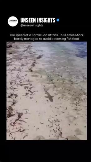 UNSEEN INSIGHTS on Instagram: "Lightning strike in the deep! A razor-toothed barracuda launches a blistering ambush on a young lemon shark, exploding from the blue with jaws wide in a burst of speed that hits 25-35 mph. The shark twists free by mere inches, heart-pounding proof of survival instincts in action amid the reef’s deadly dance. Barracudas are opportunistic predators that target anything shiny or vulnerable, making juveniles like this lemon shark prime targets in shallow waters. These 