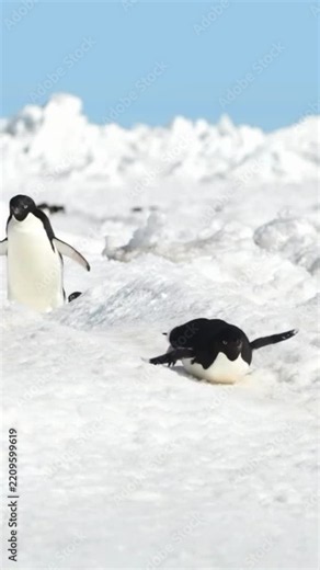 Adelie penguins sliding on ice in Antarctica with natural daylight