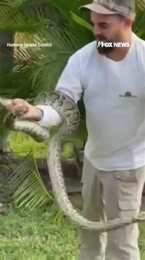 Massive Burmese python causedquite the hissteria after it was lurking in a tree nearhomesina Florida
