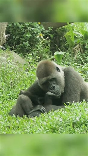 D'jeeco Family and Their Adorable Baby Gorilla