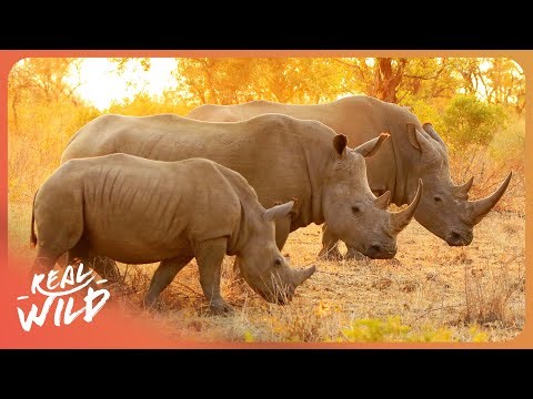 WILD WHITE RHINOS | Exclusive Access To An Intensive Protection Zone