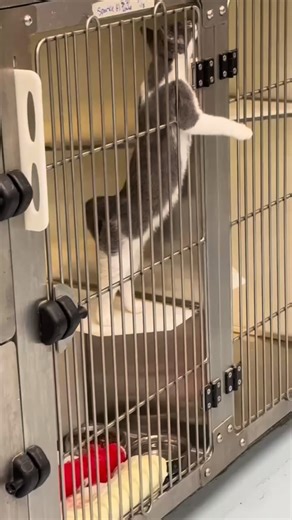 Looking for answers. Found a cat. Close enough. Algorithm understood the assignment. 🐾♥️ ADOPT TODAY!!! 🏡🐾 WATAUGA HUMANE SOCIETY 📍 312 Paws Way ✨✨ 📍 Boone, NC 🕰️ Tuesday to Saturday: 12:30–5:00 PM 🌐 www.wataugahumane.org #wataugahumanesociety #wnc #dog #cat #adoptdontshop rescueismyfavoritebreed boonenc northcarolina rescue DogsofInstagram RescueDogLove PawsOfInstagram DogsOfTheDay CatsofInstagram RescueCats CatsOfTheDay PurrfectLife | Watauga Humane Society