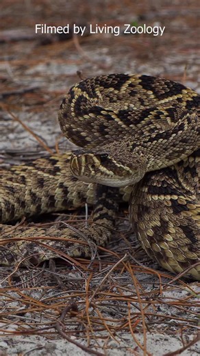 Meet the Eastern diamondback rattlesnake (Crotalus adamanteus), the species holding a weight record among all vipers. #livingzoology #venomoussnakes #snakephotography #snakes #rattlesnake | Living Zoology