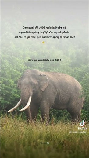 ඔබට ආදරය කල ඇත් රජු යන්න ගිහින් 🥺😓 #trending #shorts #fyourpage #fyp #fypシ #viral #news #elephant