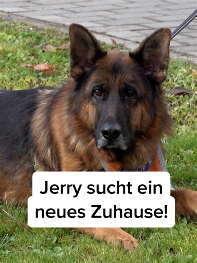 Hilfe für Blinde: Uwe Müller sucht neuen Blindenführhund