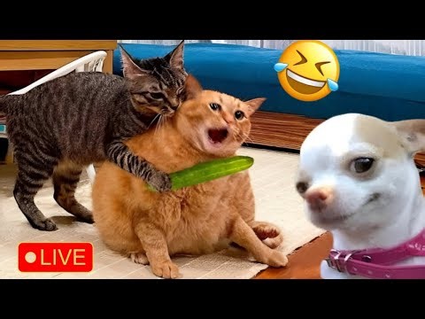Funny Cats and Dogs 😹🐶 Part 7
