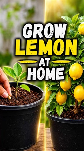 Grow Lemon Tree at Home from Seed 🍋 | Easy Gardening Tips #Shorts #LemonTree #Gardening