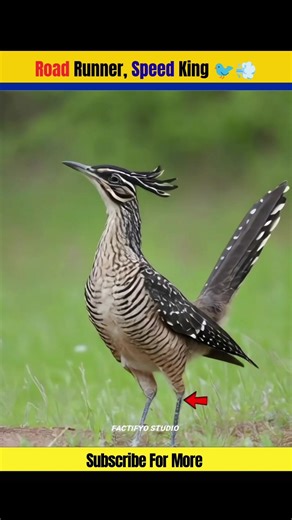 Road Runner: Speed King” 🐦💨#shorts