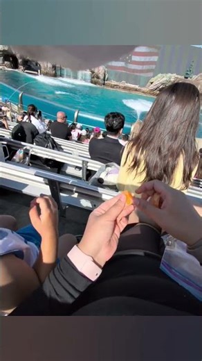 Seaworld Shamu Show #seaworldsandiego #seaworld #family #orca #shamu